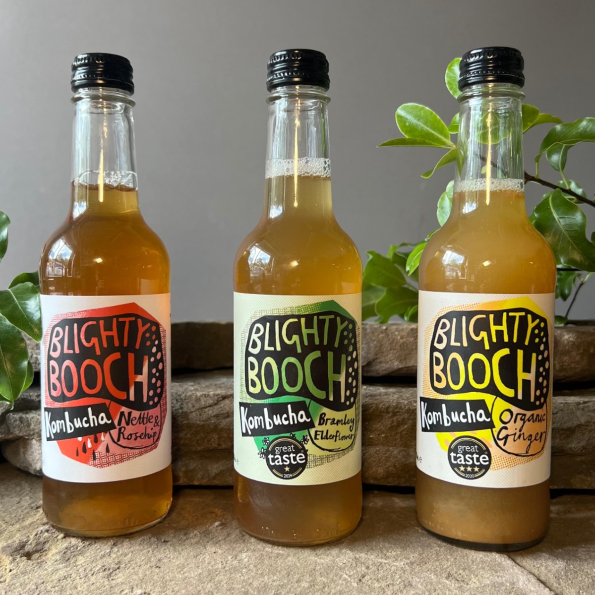 Blighty Booch Welsh Kombucha All Blighty Booch Welsh Kombucha All